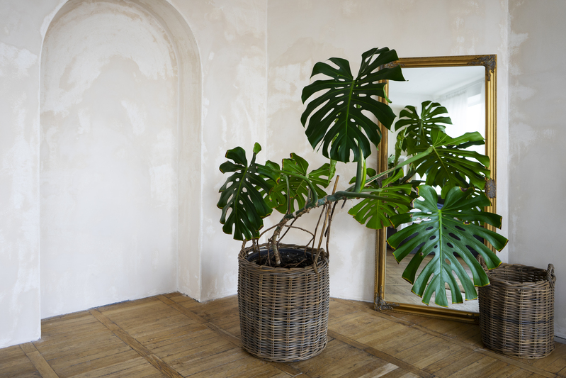 plantas decorativas para fachada