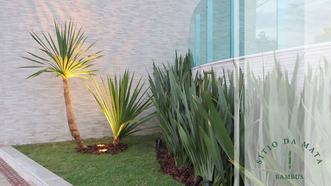 plantas com folhagem para entrada