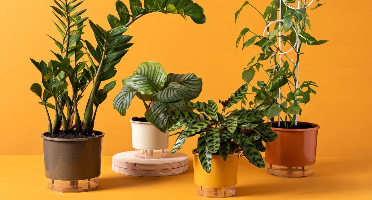 paisagismo para entrada de casa