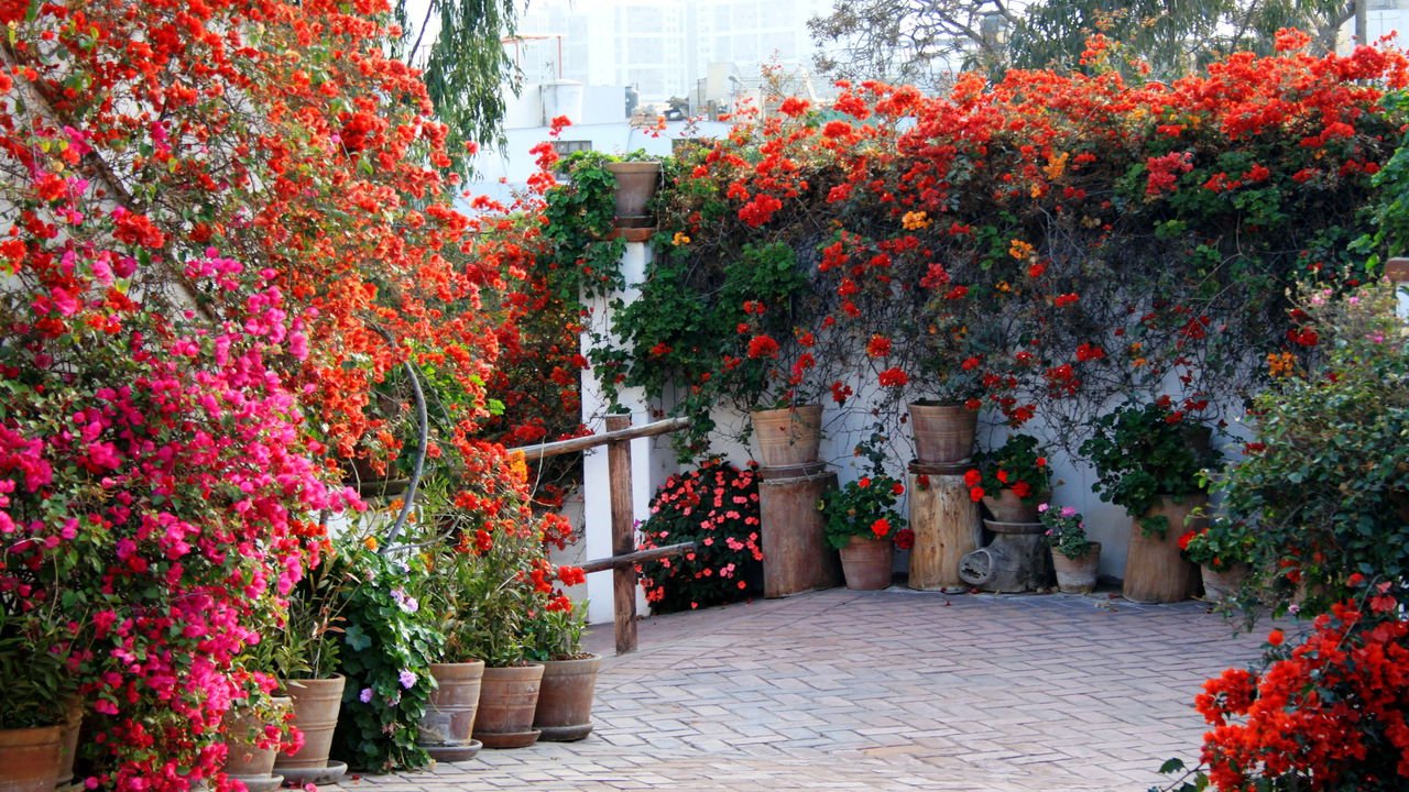 plantas com flores para entrada