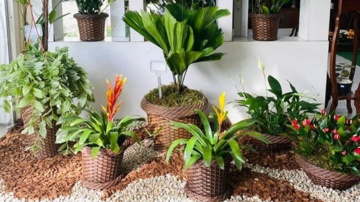 plantas de interior para jardim de inverno