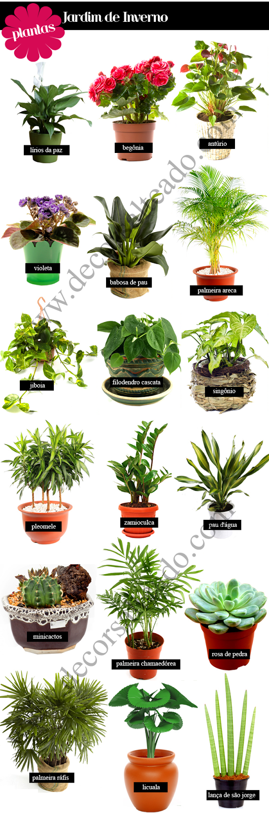 plantas para jardim de inverno com vidro