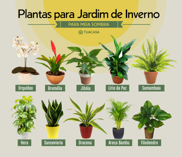 plantas resistentes para jardim de inverno