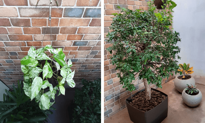 plantas para corredor com pouca luz