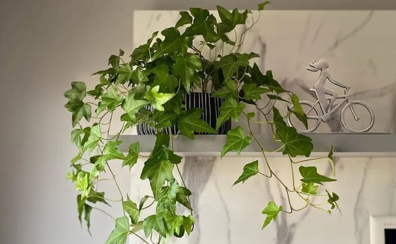 plantas para quarto de bebê