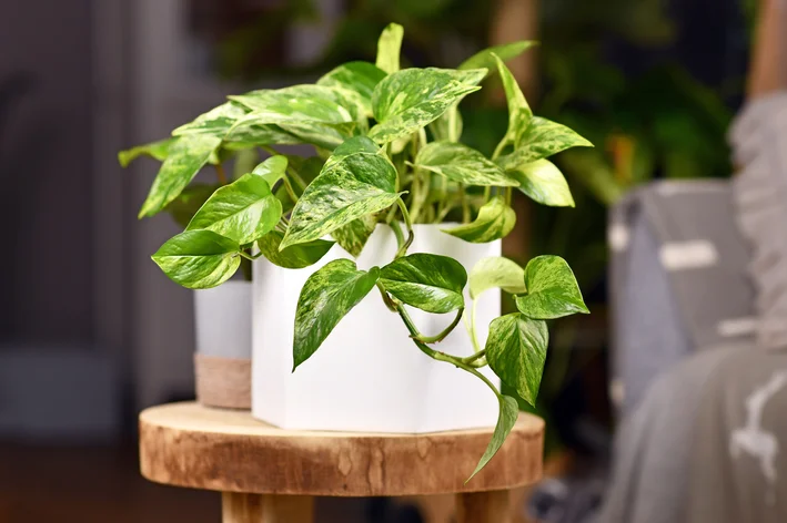plantas que não precisam de sol no quarto