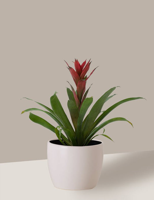 comprar espada de são jorge para presente