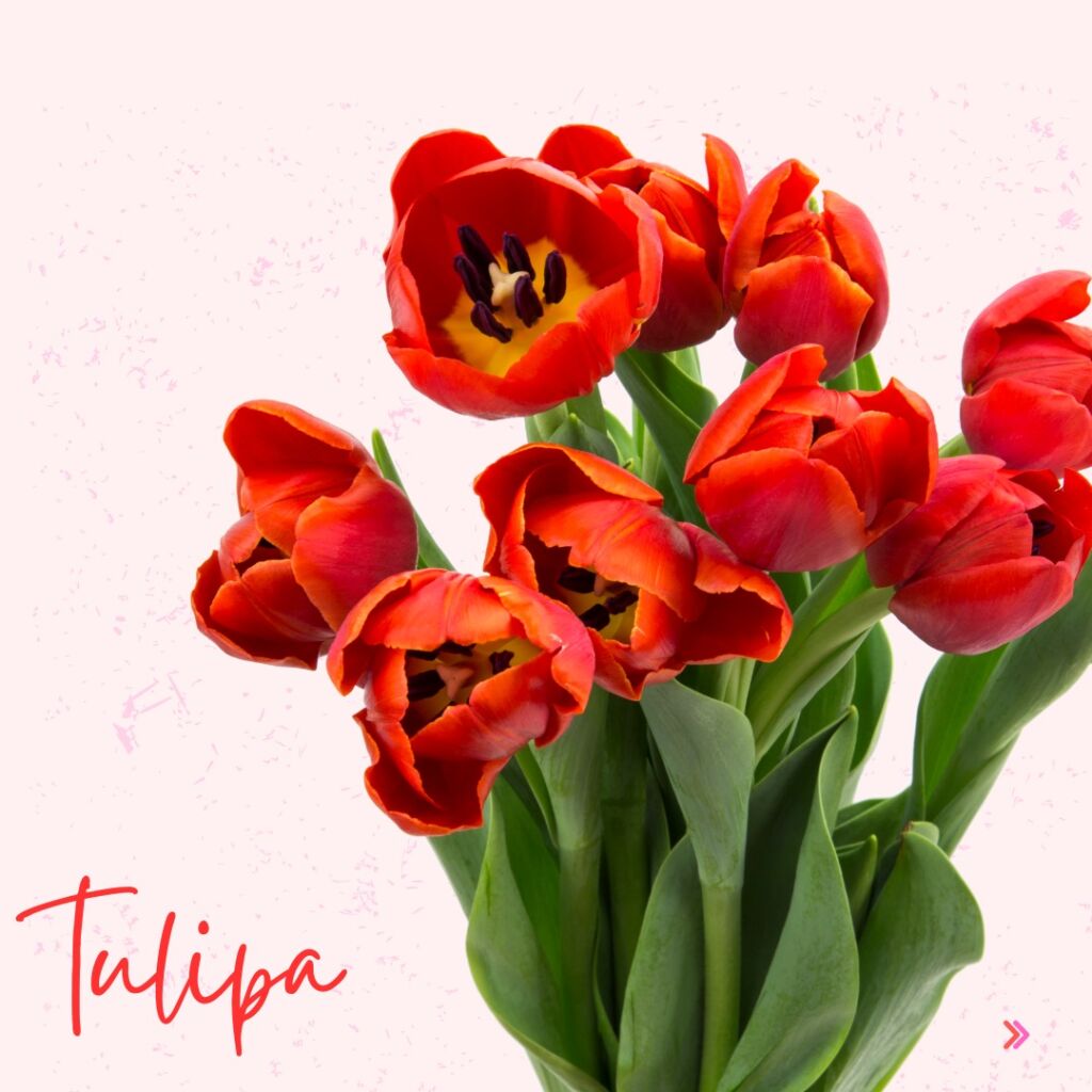 plantas para presentear mãe