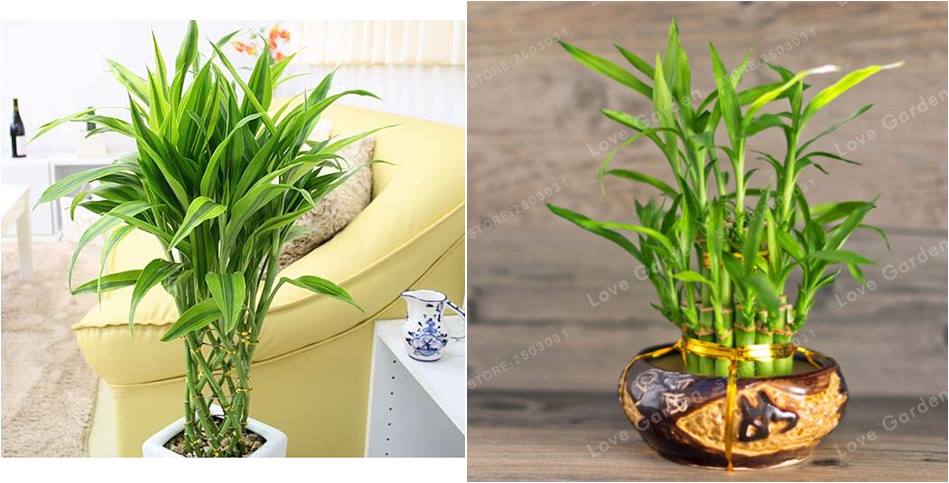 plantas para presentear casamento