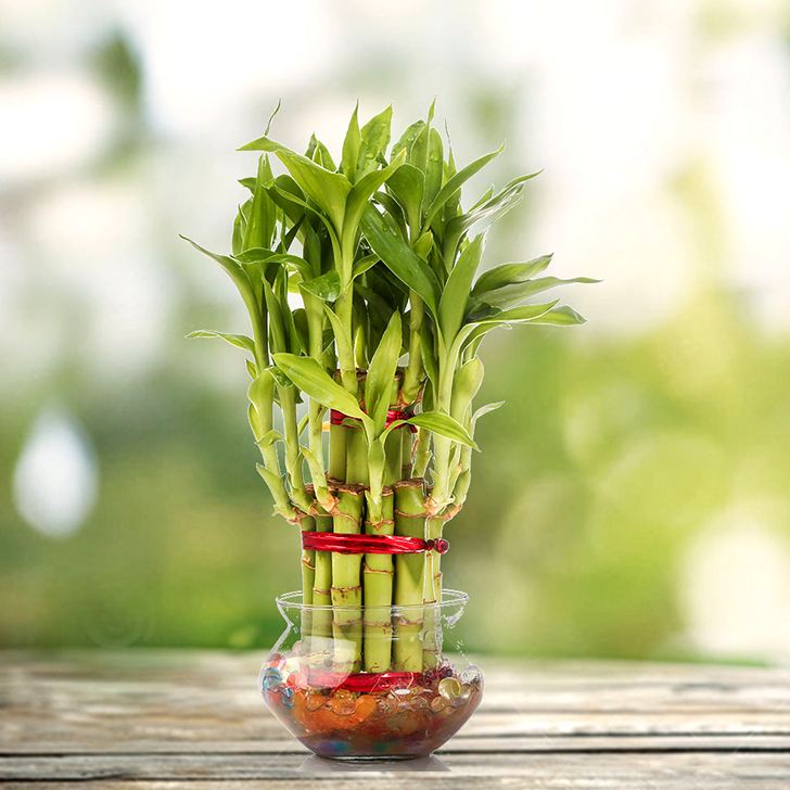 plantas para presentear casa nova