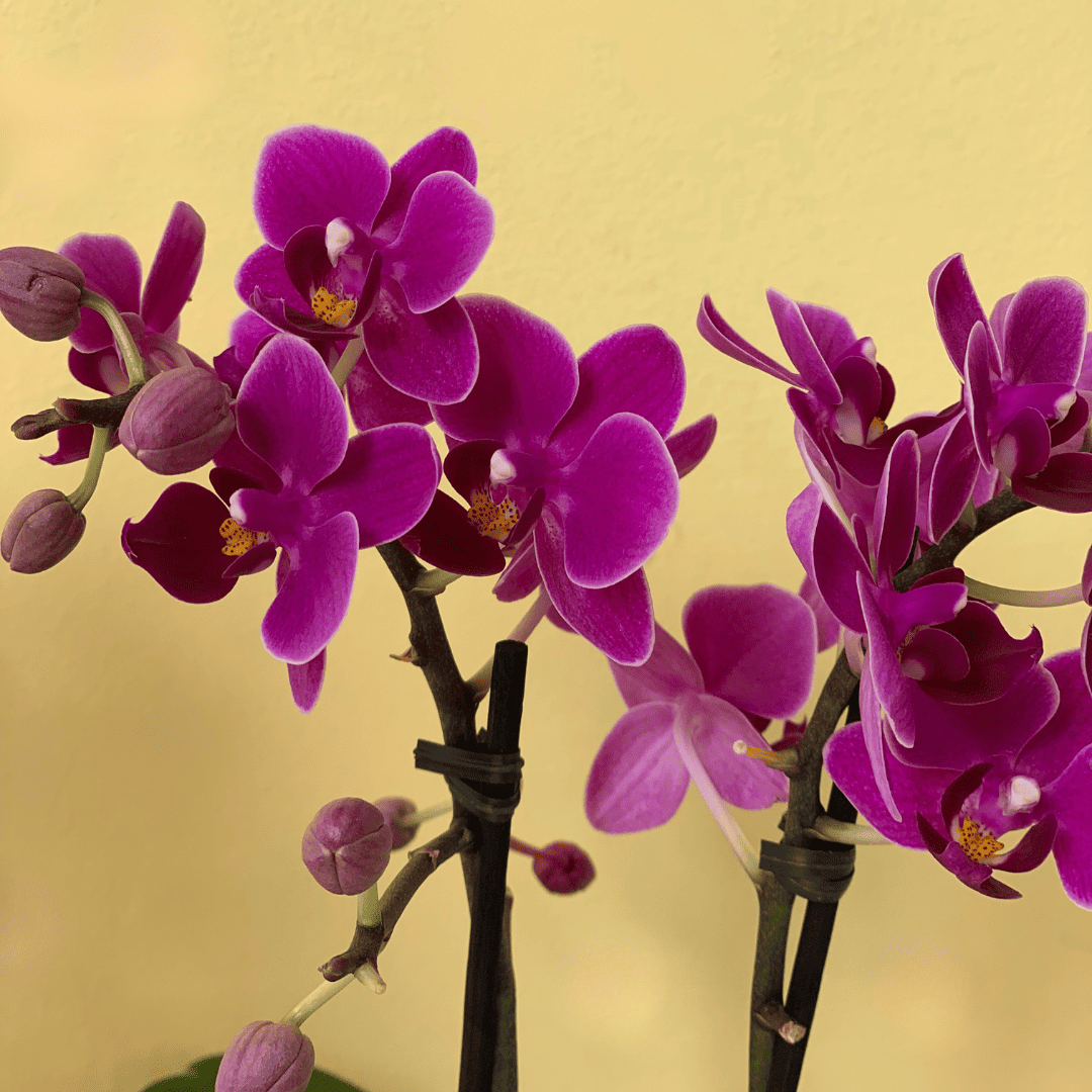 plantas fáceis de cuidar para presente