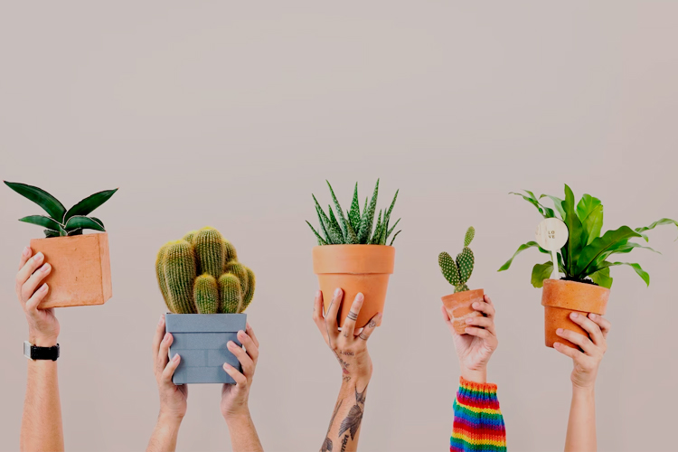 plantas para presentear homem