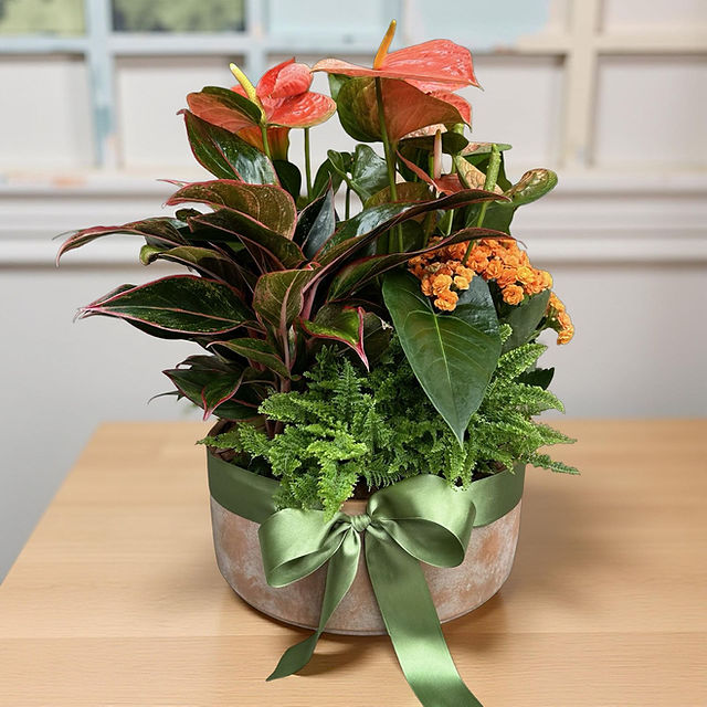 plantas para presentear casa nova