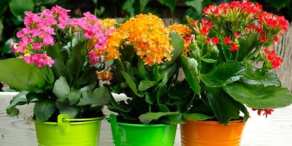 plantas que precisam de sol para presente