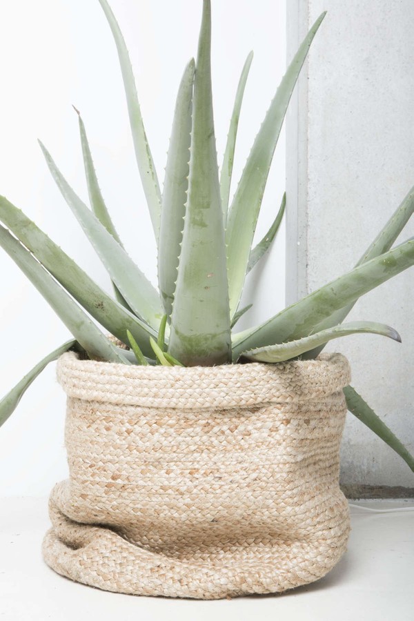 plantas pendentes para presentear