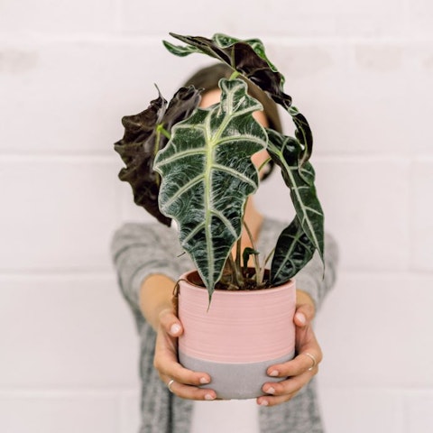 plantas suculentas para presente