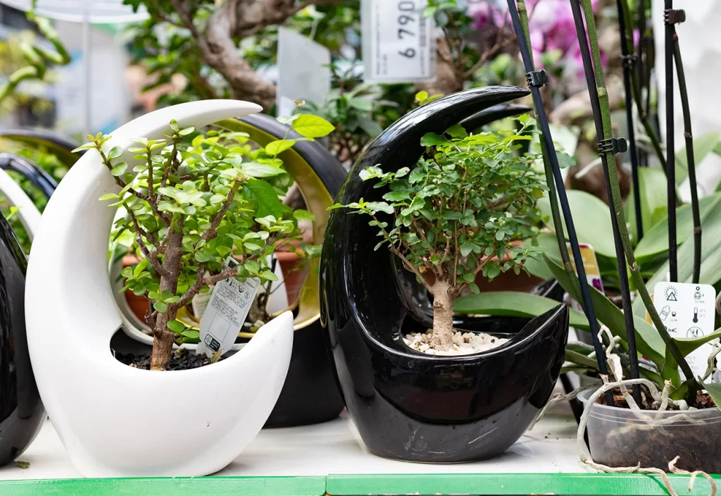 plantas com flores coloridas para presente