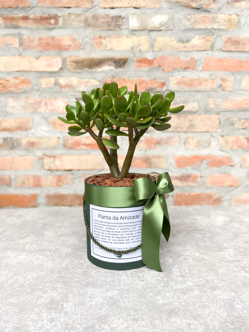 plantas para amiga que não tem tempo