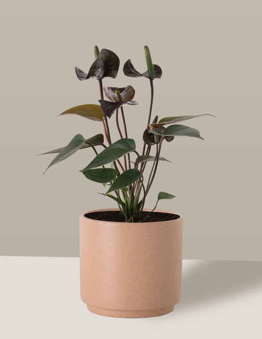 plantas fáceis de cuidar para presente