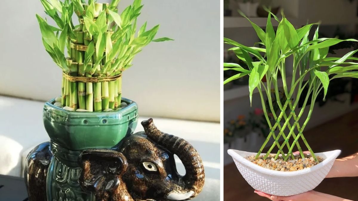 plantas que atraem sorte para presente
