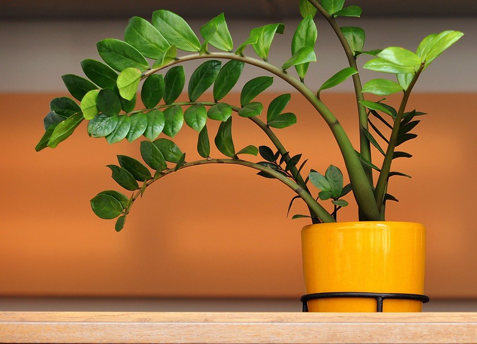 plantas de interior para presentear