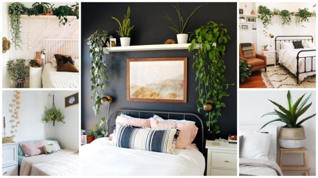 plantas que não precisam de sol direto no quarto