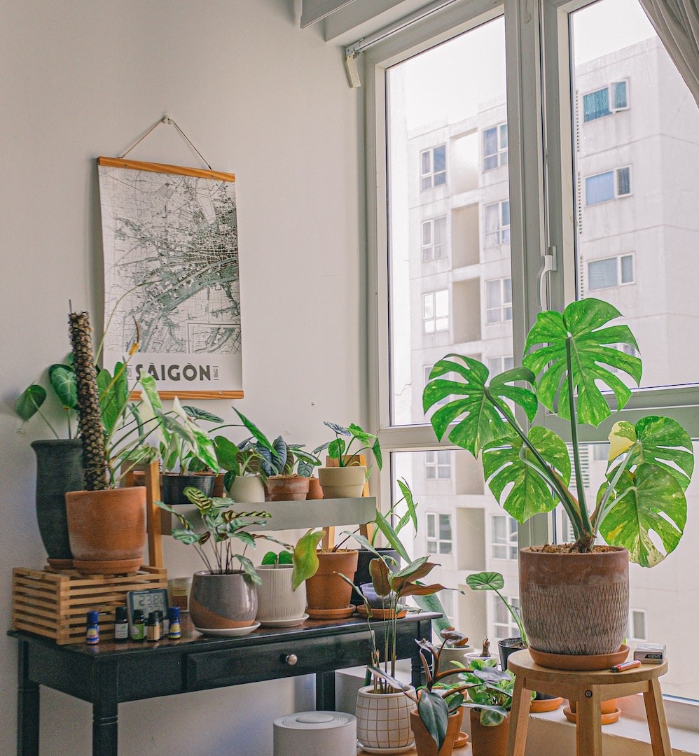 plantas para quarto pequeno e sem luz