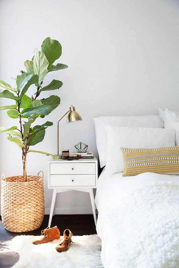 plantas fáceis de cuidar para quarto