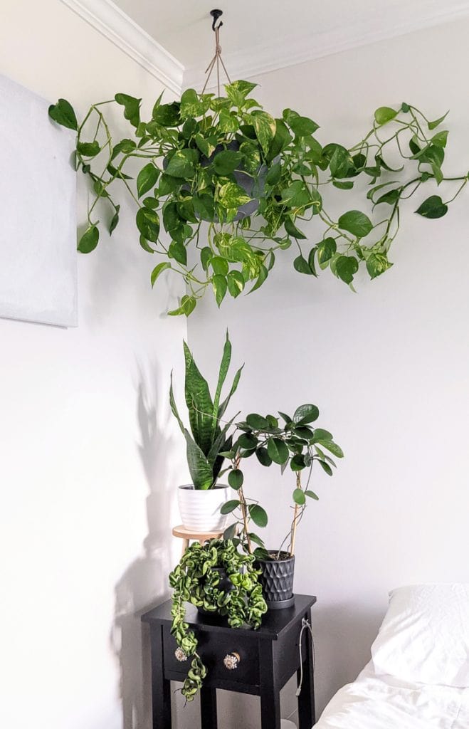 plantas para quarto com pouca ventilação