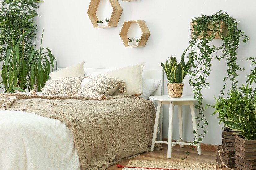 plantas para quarto com pouca luz
