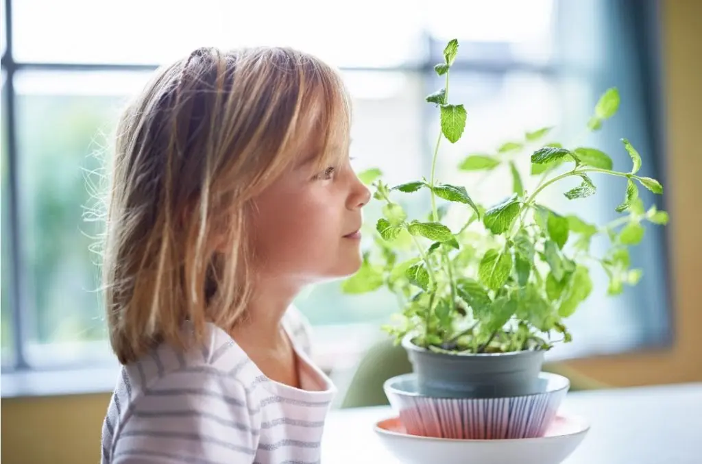 plantas com aroma relaxante para quarto