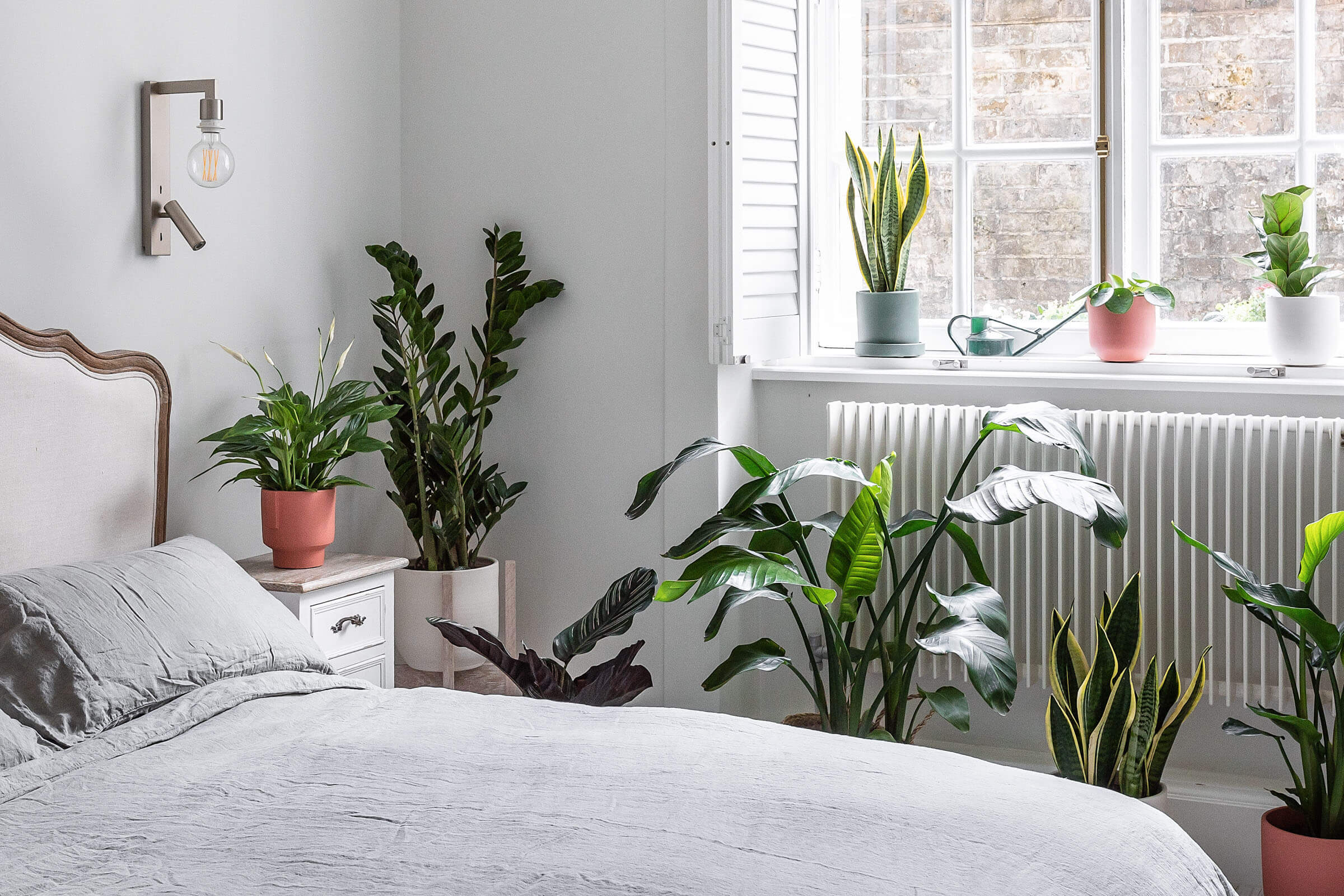 plantas para quarto com pouca luz