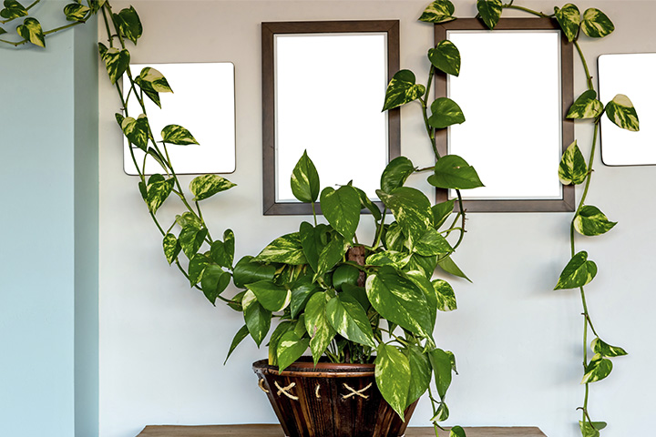 plantas purificadoras de ar para quarto