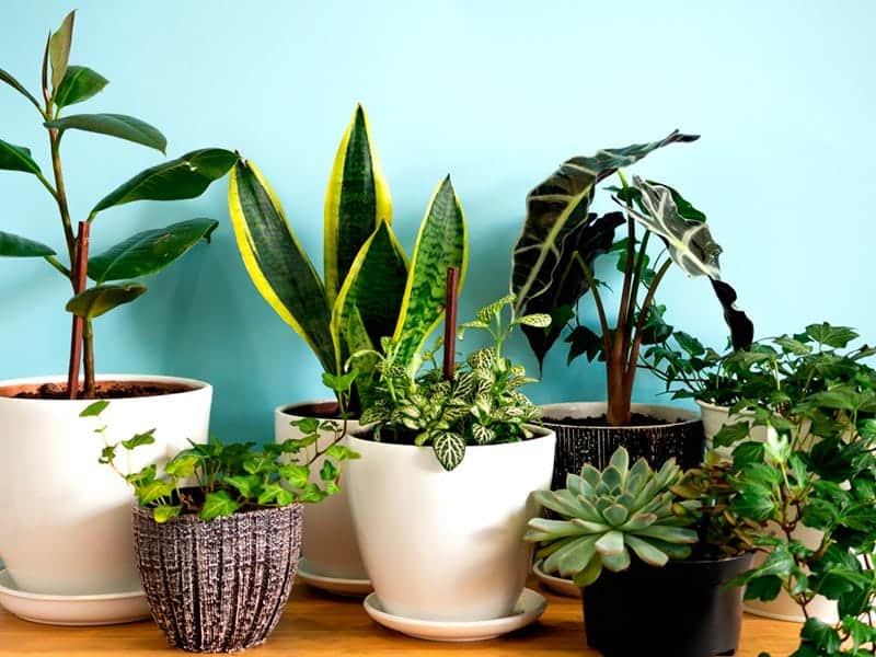 plantas para quarto de casal