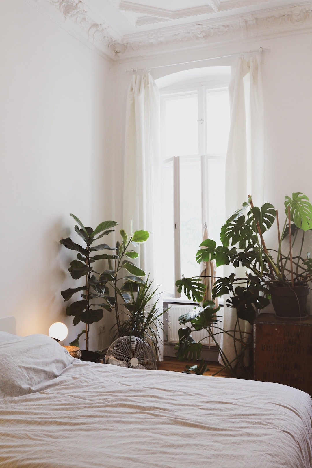 plantas para quarto de bebê (considerar toxicidade)
