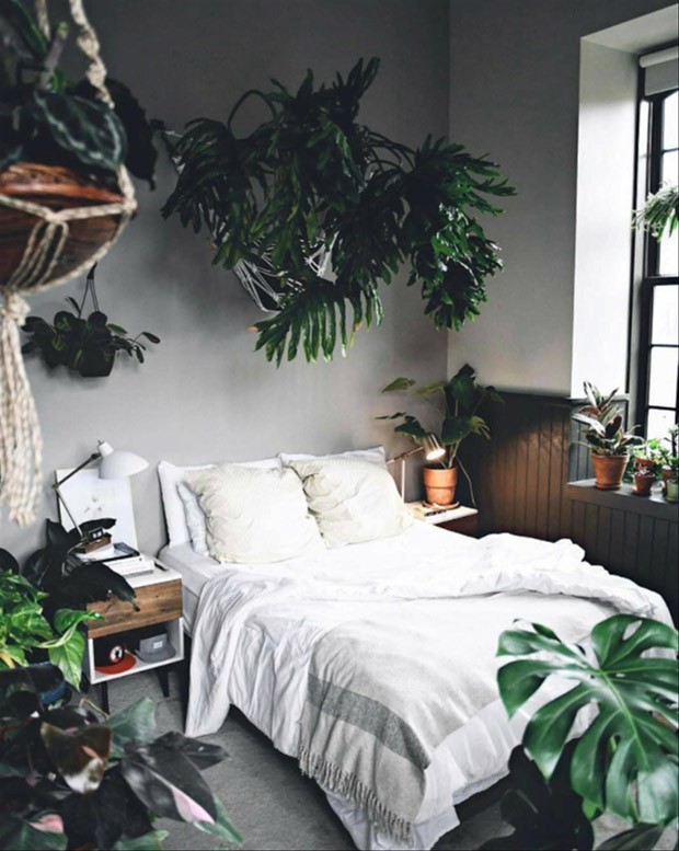 plantas com aroma relaxante para quarto