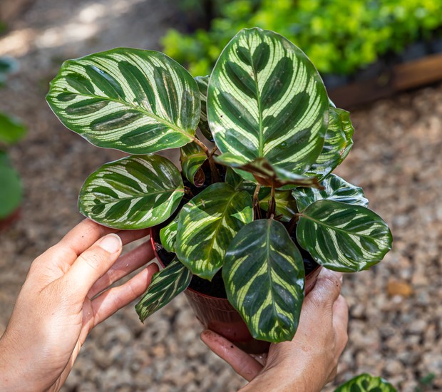 Calathea ornata
