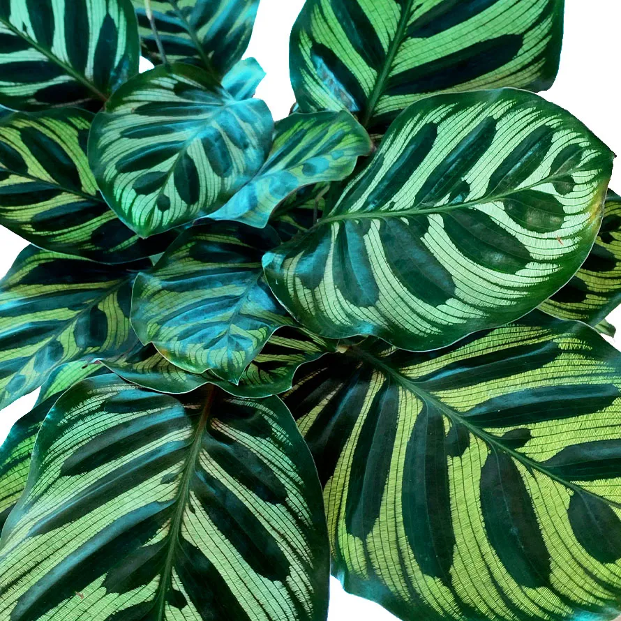 Calathea lancifolia