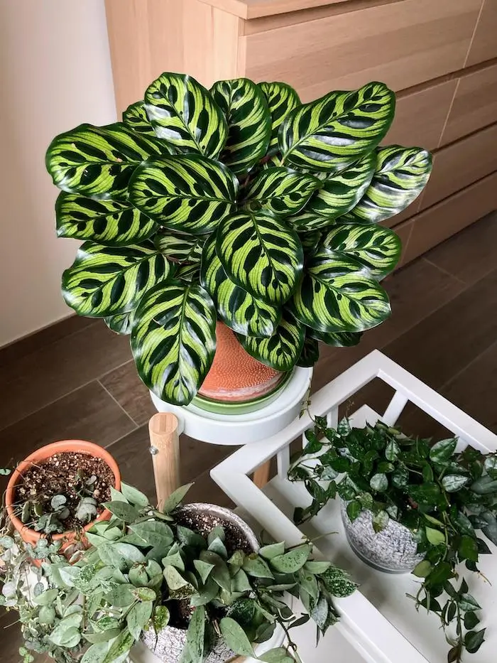 Plantas de interior com pouca luz