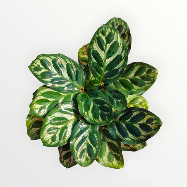 Cuidados com Calatheas