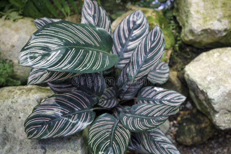 Maranta leuconeura