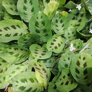 Cuidados com Calatheas