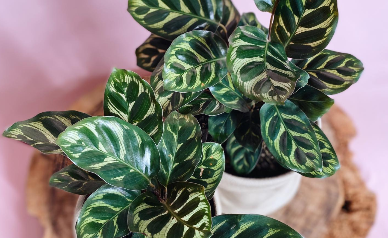 Calathea ornata