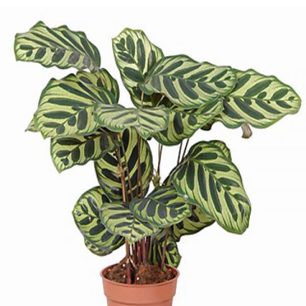 Cuidados com Calatheas