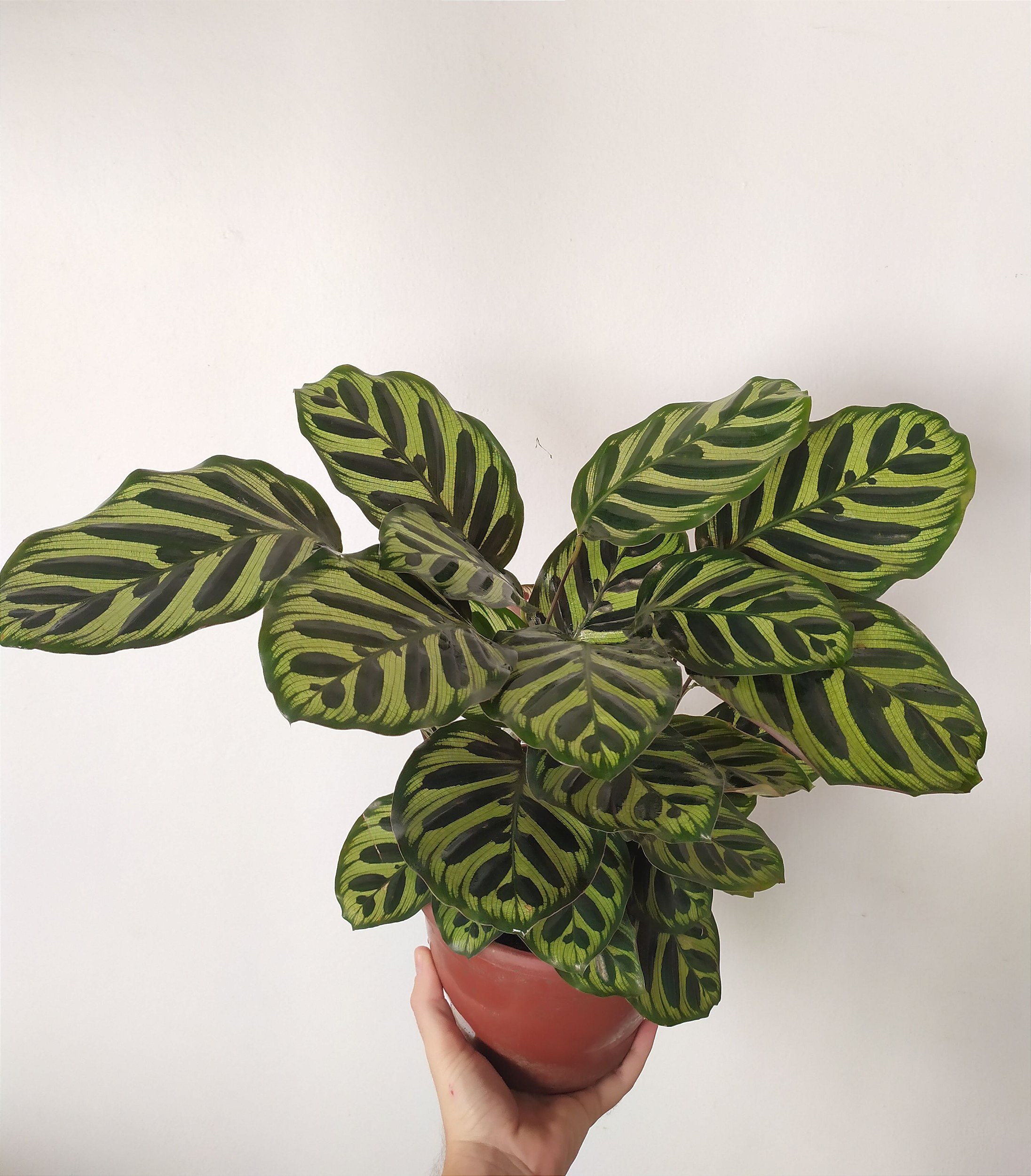 Calathea ornata