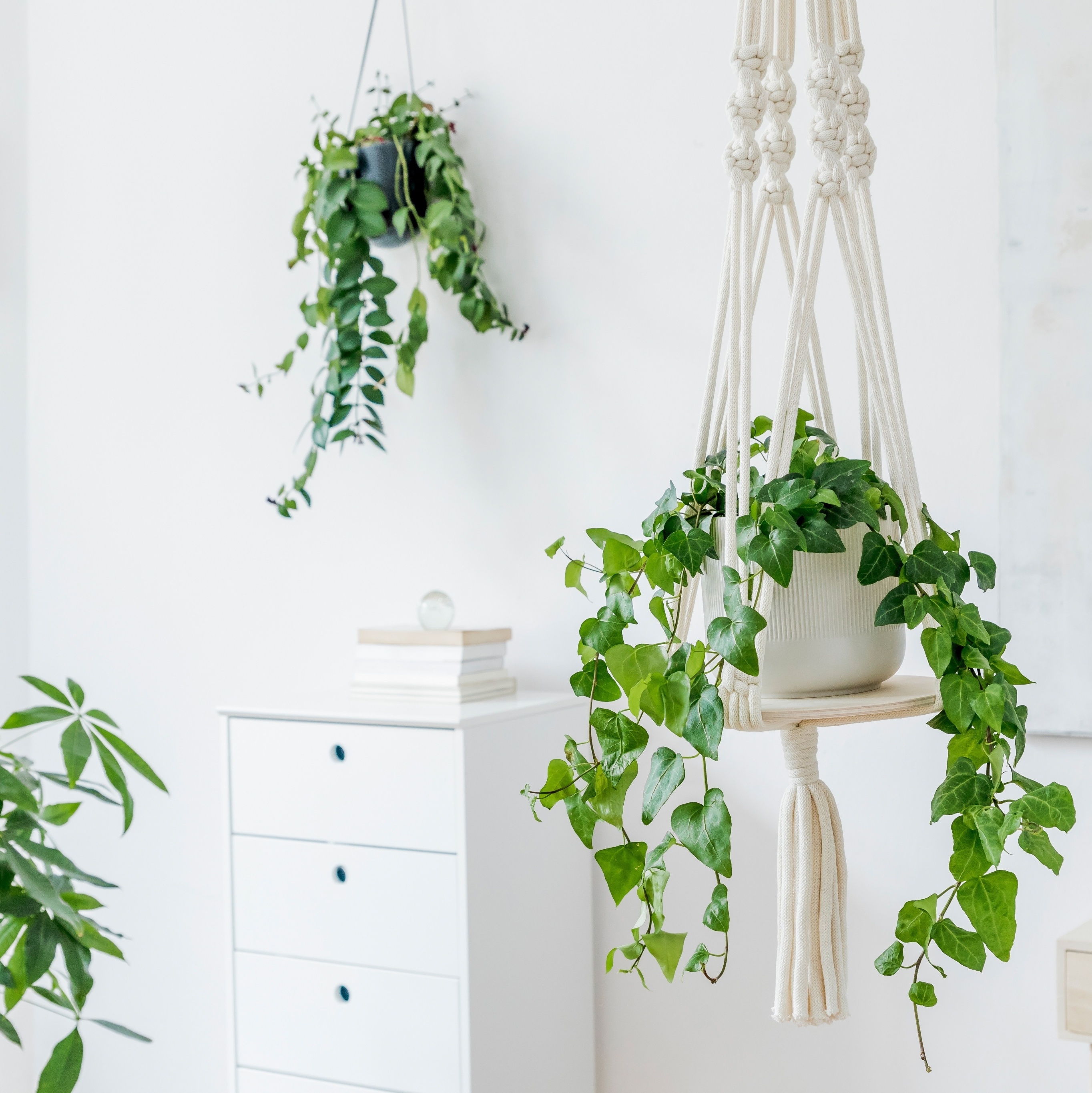 planta jiboia vs planta hera qual escolher