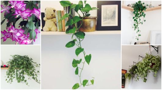 erros comuns ao cuidar de plantas pendentes