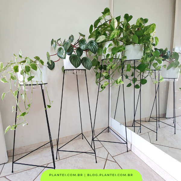 planta pendente de sol