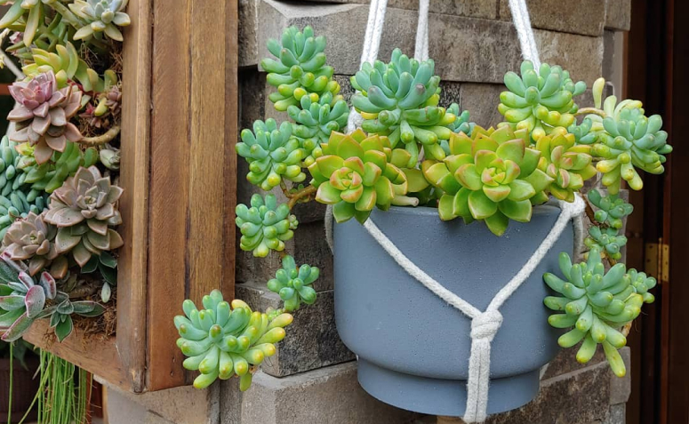 custo de manutenção de plantas pendentes de sol