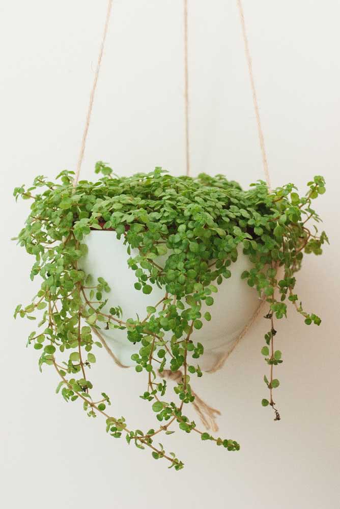 vasos suspensos sol forte